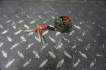 1996-1998 Stx Sts Xi Kawasaki Jetski Oem Electrical Fuse Holder Block. Fixed Price $24.97.